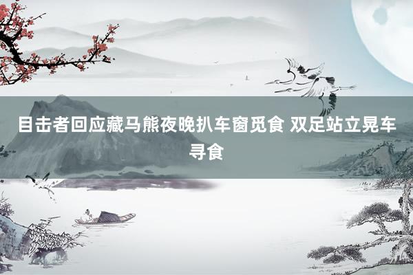 目击者回应藏马熊夜晚扒车窗觅食 双足站立晃车寻食